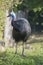 Cassowary portrait