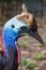 Cassowary portrait head colorful detail