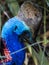 Cassowary portrait at the zoo