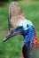 cassowary profile