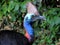 Cassowary, the world`s dangerous bird