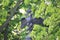 Cast iron double headed imperial eagle of the Transfiguration Cathedral wall among green foliage close up