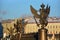 Cast iron eagle on the fence Rostral column on Palace square