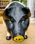 Cast Iron Pig Face, Piggy Bank with Yellow Nose