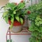 Cast iron plant on a white and red pot