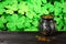 Cast iron pot, decorated by four-petal lucky shamrock leaf, full of leprechaun gold treasure on wooden table, shamrock leaves