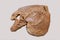 A cast of the skeleton of the animal-toothed reptile Viatkosuchus sumini of the Permian period is brown
