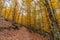 Castanar de el Tiemblo. Chestnut forest in Avila province, Spain