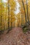 Castanar de el Tiemblo. Chestnut forest in Avila province, Spain