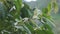 Castanea mollissima (Chinese chestnut, sarangan, berangan, Saninten, Castanopsis argentea, rambutan hutan)
