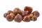 Castanea sativa, sweet chestnut