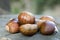 Castanea sativa, sweet chestnut maroon fruits