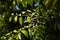 Castanopsis sieboldii male flowers