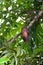 Castanospermum australe, also called Moreton Bay Chestnut or Blackbean