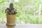 Castas in brown clay pots on woodden table  Background blurry tree