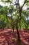 Castellon alcornocal in Sierra Espadan cork trees