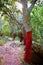 Castellon alcornocal in Sierra Espadan cork trees