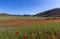 Castelluccio in a blooming field of poppies, Italy