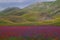 Castelluccio di Norcia colorful flowers blooming