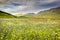 Castelluccio di Norcia, flowering