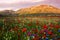 Castelluccio di Norcia, flowering