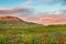 Castelluccio di Norcia, flowering