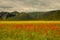 Castelluccio di Norcia meadow