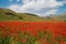 Castelluccio di Norcia with red poppies in the summer season