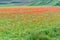 Castelluccio di Norcia (Umbria) colorful blooming