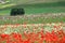 Castelluccio flowers hills