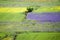 Castelluccio flowers hills