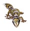 Castelnau\'s Velvet Gecko