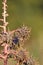 Caster Bean or Ricinus communis, the castor bean or castor oil plant, close up view of castor plants,garden of castor plants