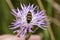 Castiarina beetle feeds on a purple flower