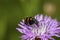 Castiarina beetle feeds on a purple flower