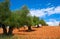 Castile La Mancha olive trees in Cuenca