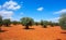 Castile La Mancha olive trees in Cuenca