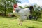 Castilian Black Chicken with Red Crest in field