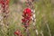 CASTILLEJA CHROMOSA BLOOM - JOSHUA TREE NP - 052220 C