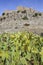 Castle of Belmez with prickly-pear, Spain