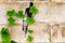 Castle brick wall background with green plant