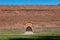 Castle Defensive Brick Wall With Gate In Ciechanow