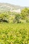 castle in Durban-Corbiere with vineyards, Languedoc-Roussillon