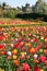Castle garden Arundel tulips