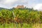 Castle Hambacher Schloss, vineyard in front