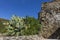 The Castle of Riomaggiore and a plant of prickly pears, Cinque Terre, Liguria, Italy