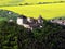 Castle Tocnik air photo