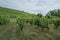 Castle Torrecchiara in Langhirano, Italy across vineyards. Rows of vineyards on hills till horizon. Winery, mine making industry