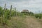 Castle Torrecchiara in Langhirano, Italy across vineyards. Rows of vineyards in region country. Winery, mine making industry