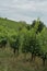 Castle Torrecchiara in Langhirano, Italy across vineyards. Rows of vineyards in region country. Winery, mine making industry